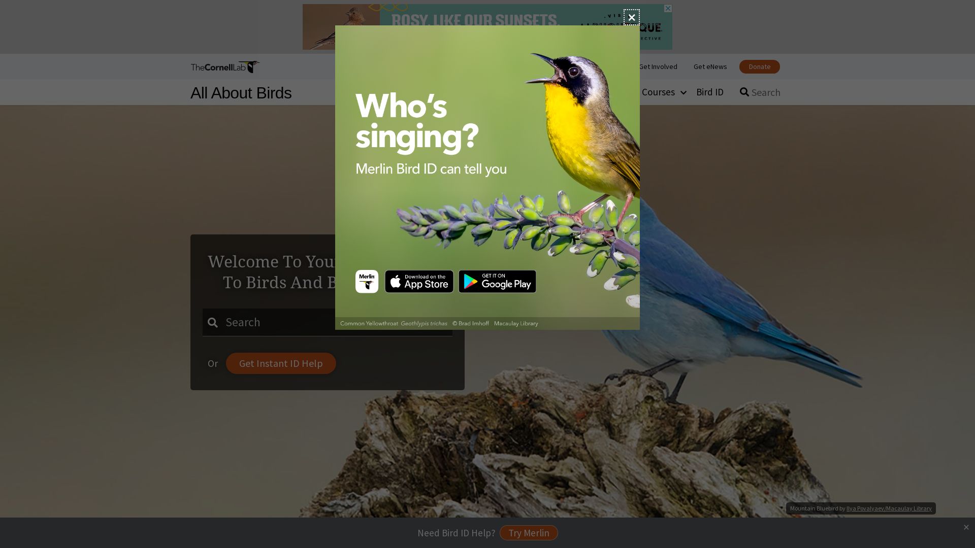 État du site web allaboutbirds.org est   EN LIGNE